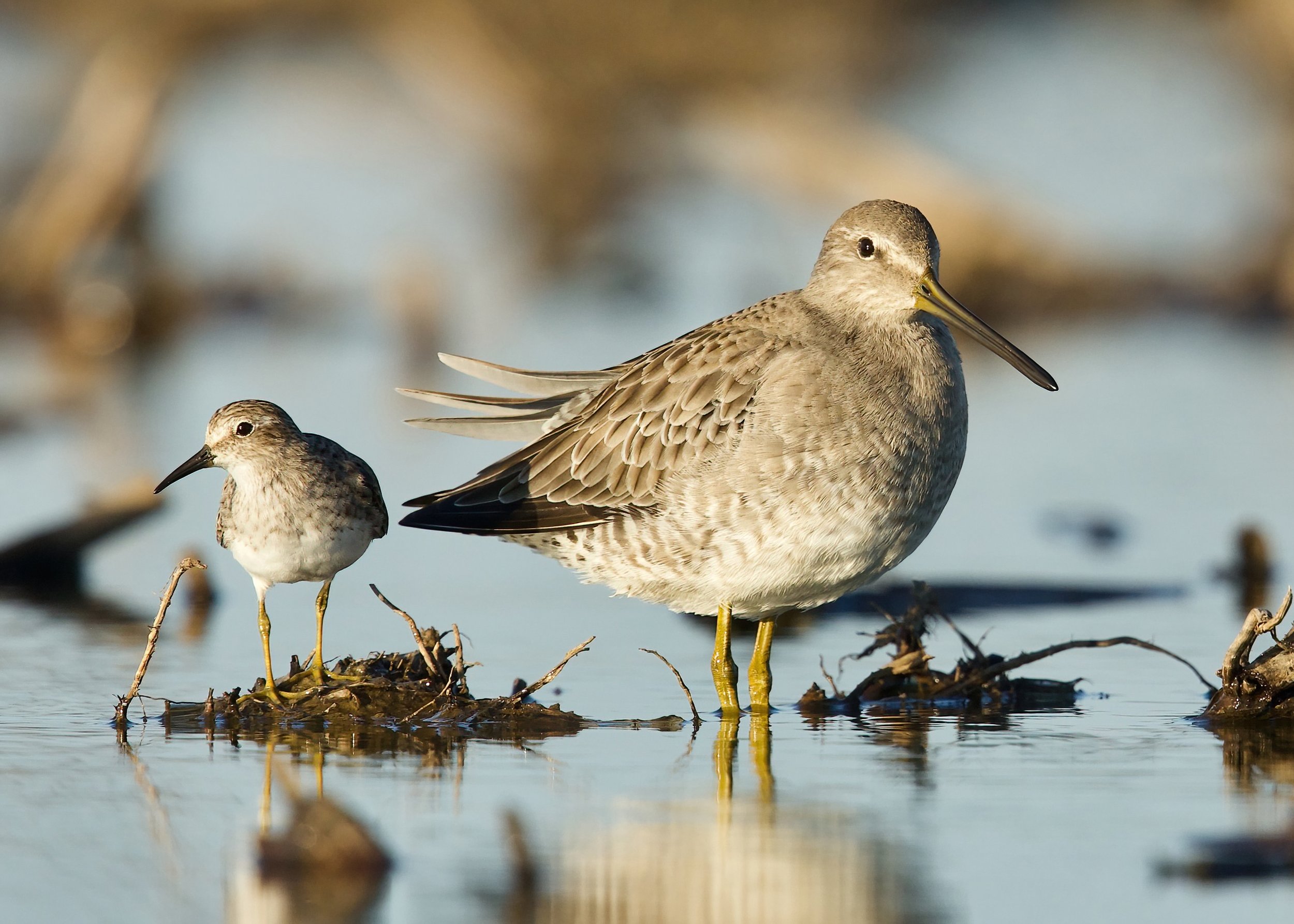 August Shorebird ID