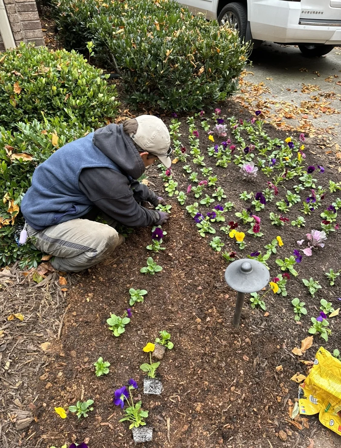 A person planting and caring for colorful pansies in a garden bed near shrubs and a parked car.