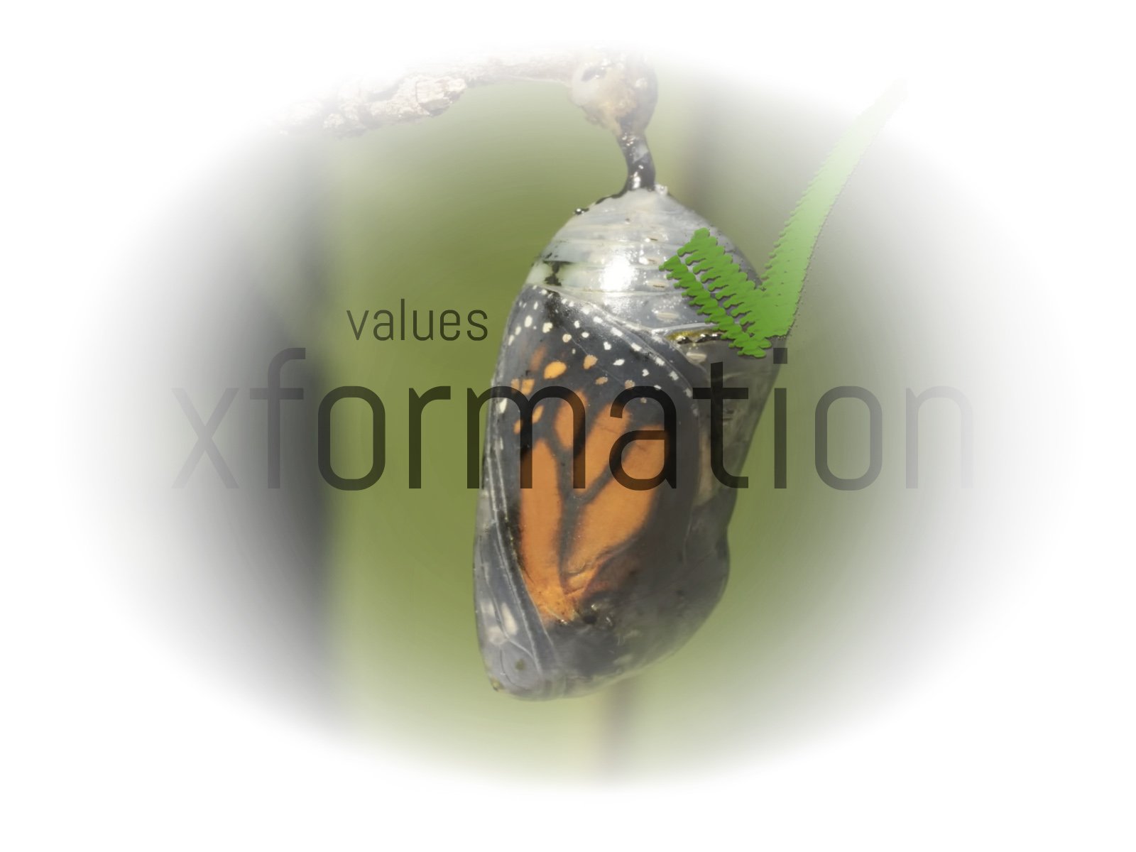 Metaphorwardx_Metamorphosize 02.jpg