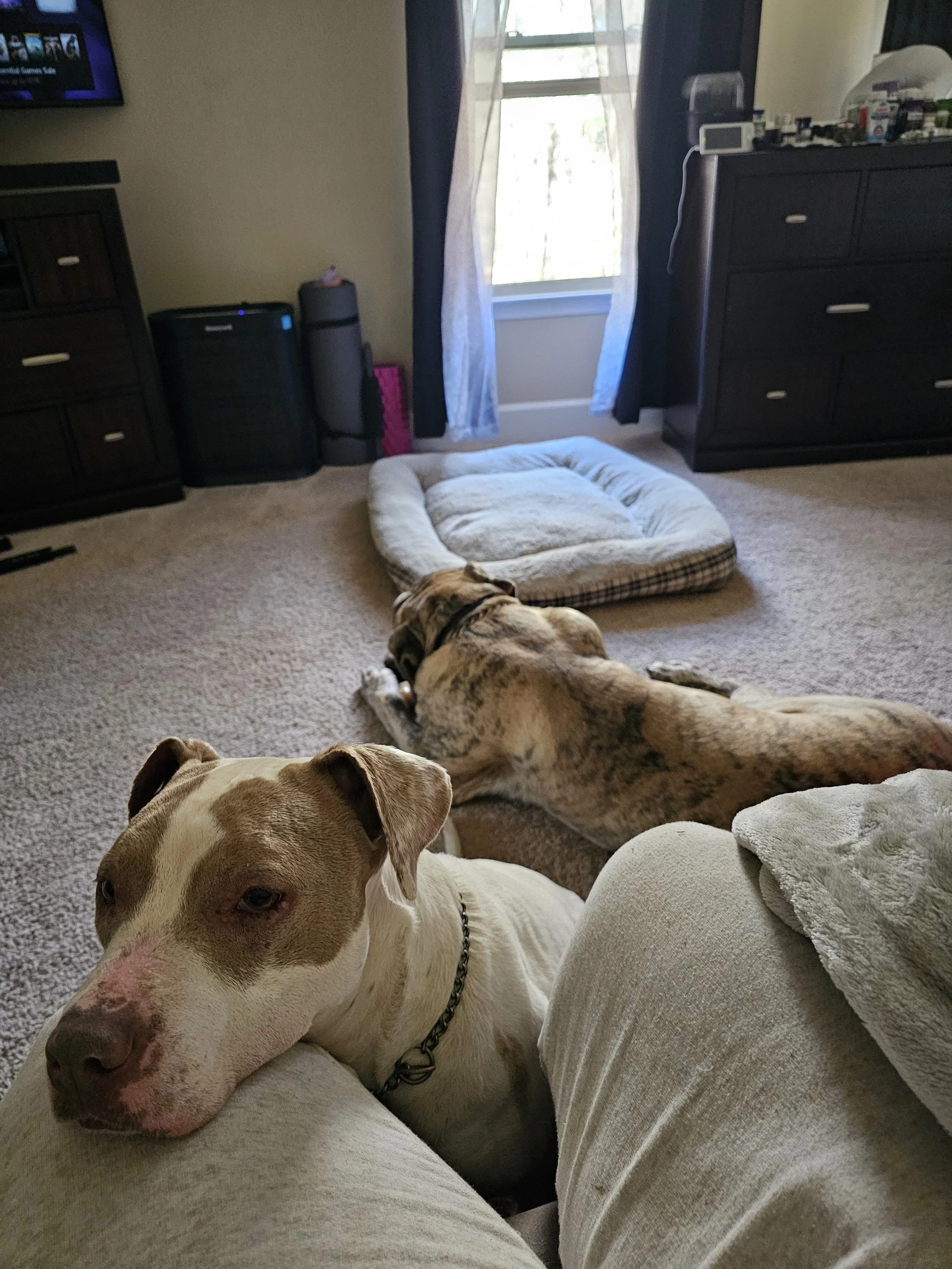 Companion Boarding: Additional Pet Boarding