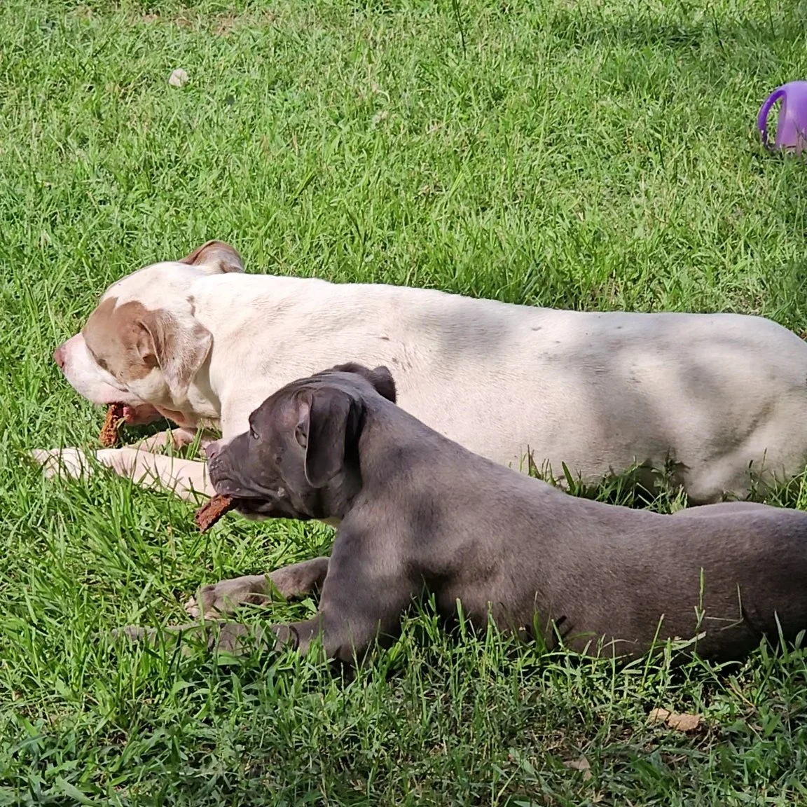 Two dogs, one white with brown spots and one gray, lying on green grass outdoors, each holding a chew toy.