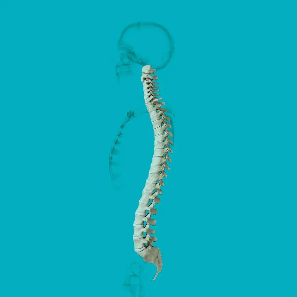 Spinal Health Week – Shannon Avenue Chiropractic Geelong