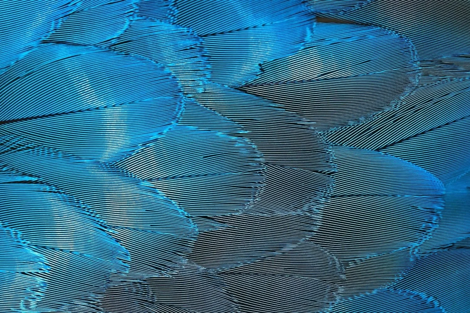Close-up of blue feathers