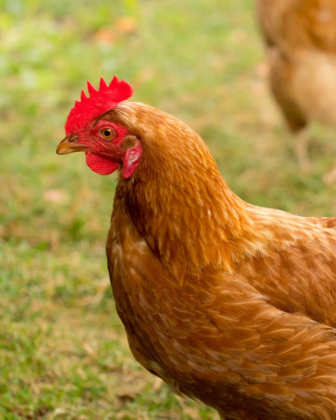 Close-up of a brown chicken with a red comb and wattles, standing outdoors on grass.