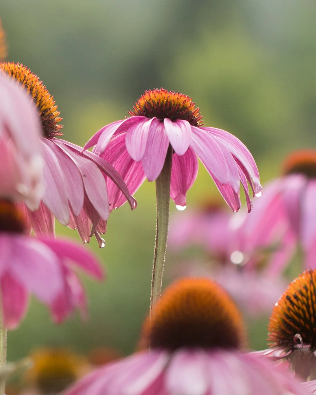 Close-up of pink coneflowers with drooping petals and orange-brown centers, some with water droplets on the petals, blurred green background.