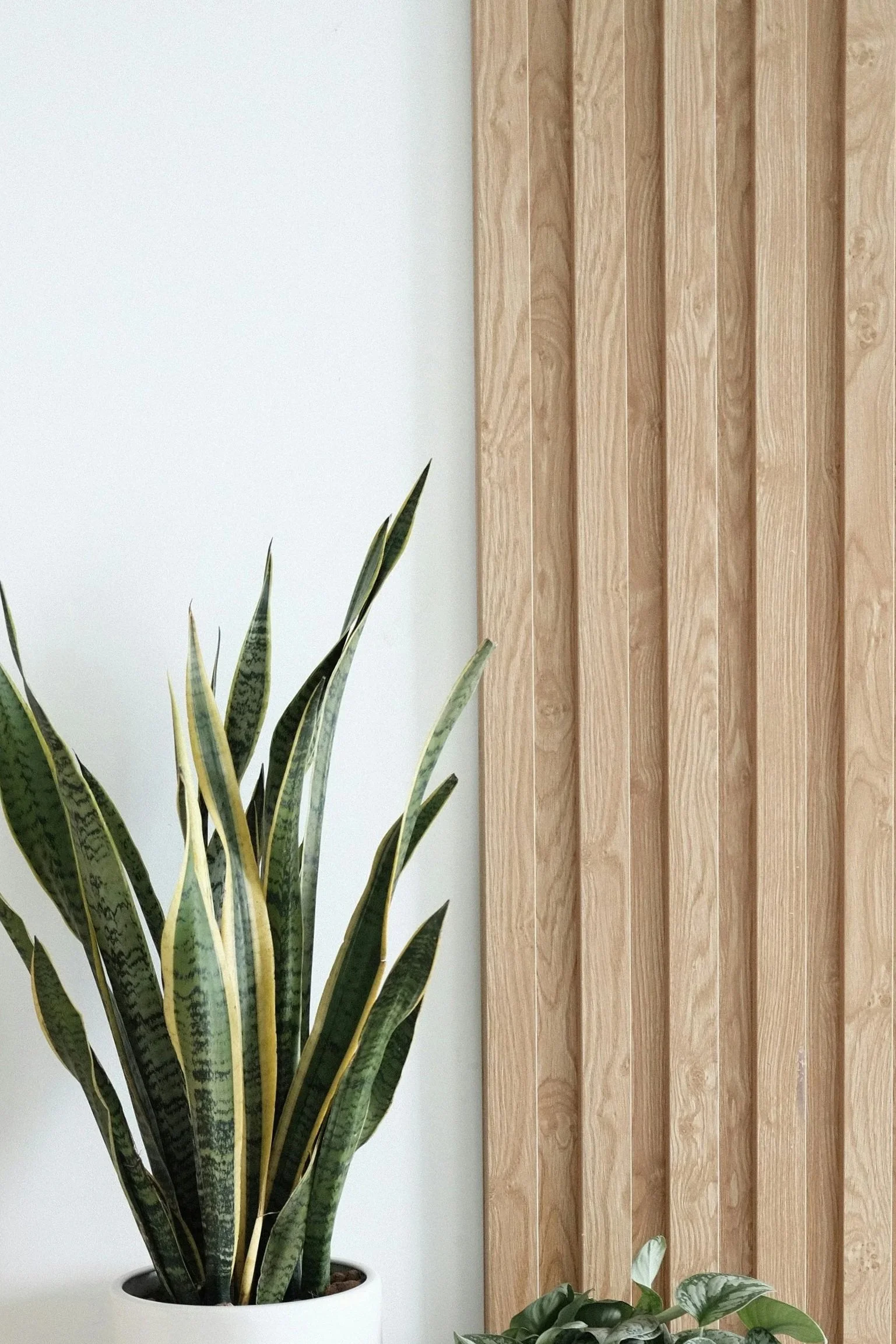 Indoor scene with a large snake plant (Sansevieria) in a white pot and a smaller plant with variegated leaves on the surface, set against a background of a light-colored wall and a wooden panel with vertical slats.