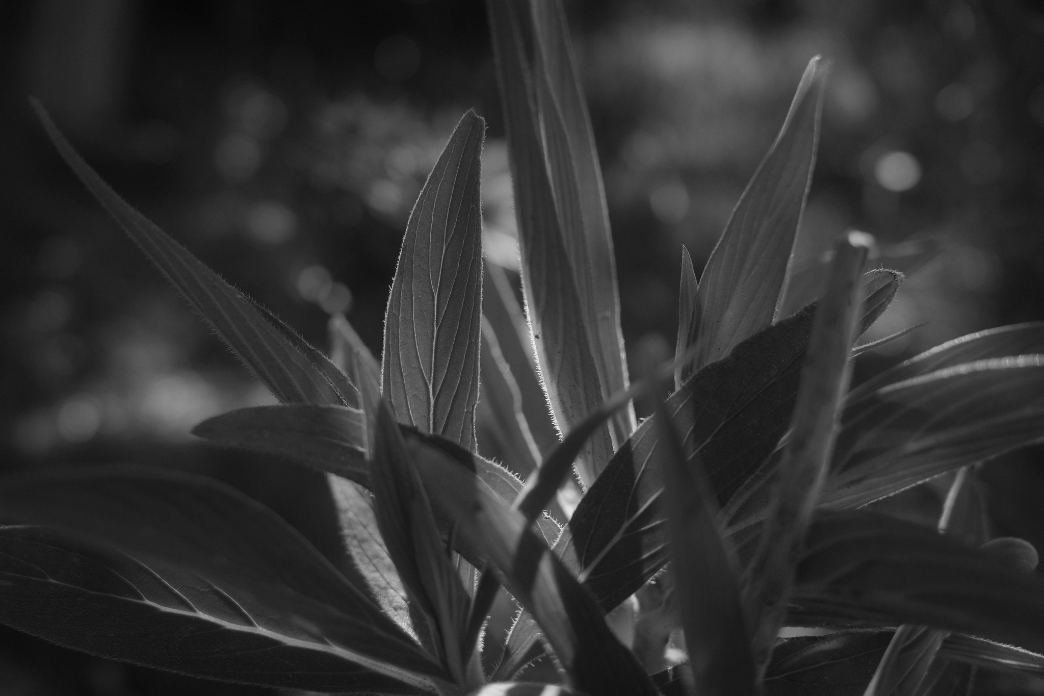 _R003107-2.jpg