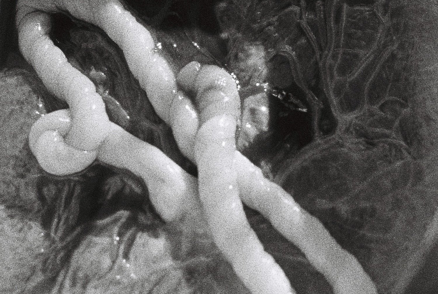 placentaCROP_small.jpg