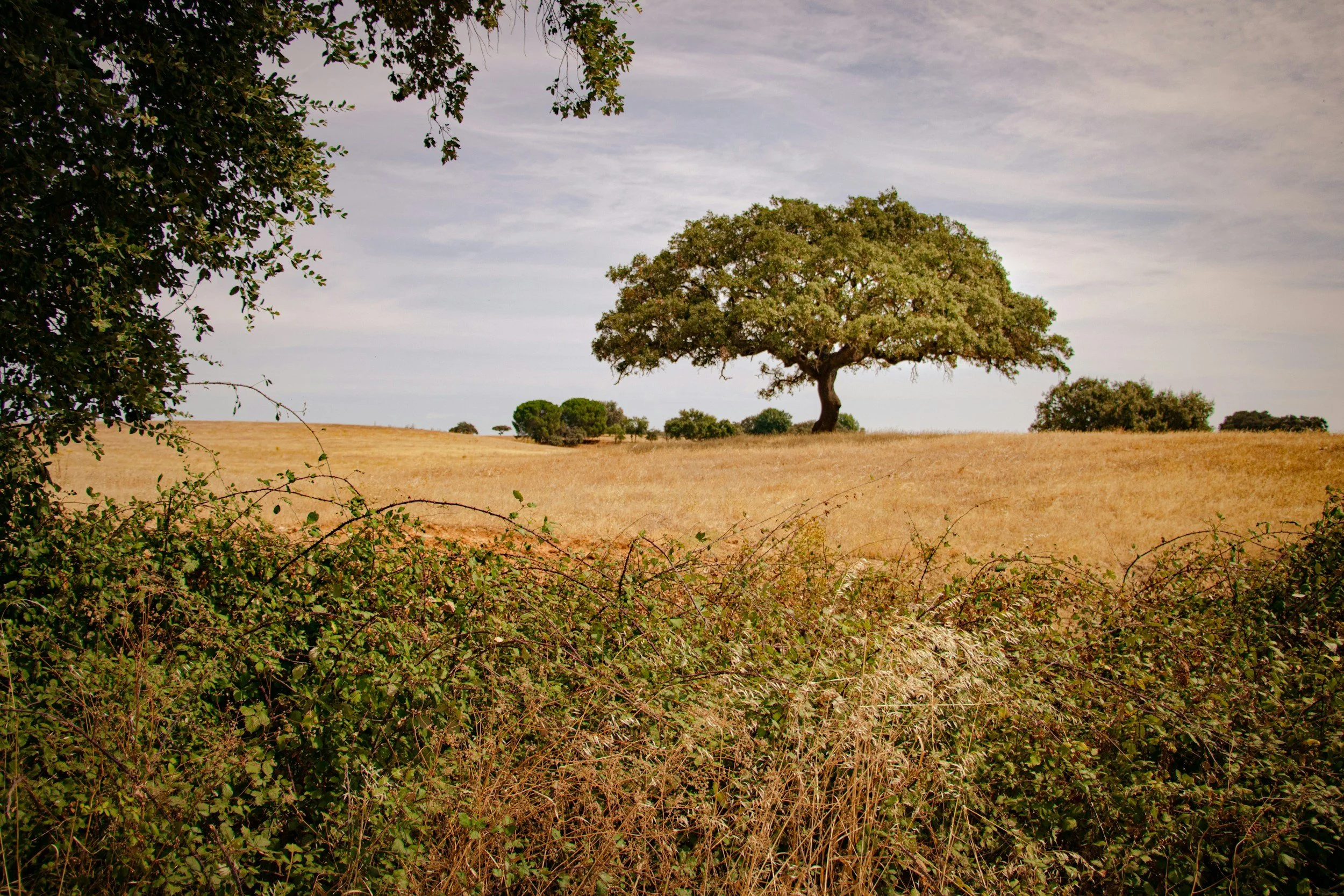 A solitary tree on a small hill in a dry, grassy field with bushes in the foreground and a cloudy sky above.