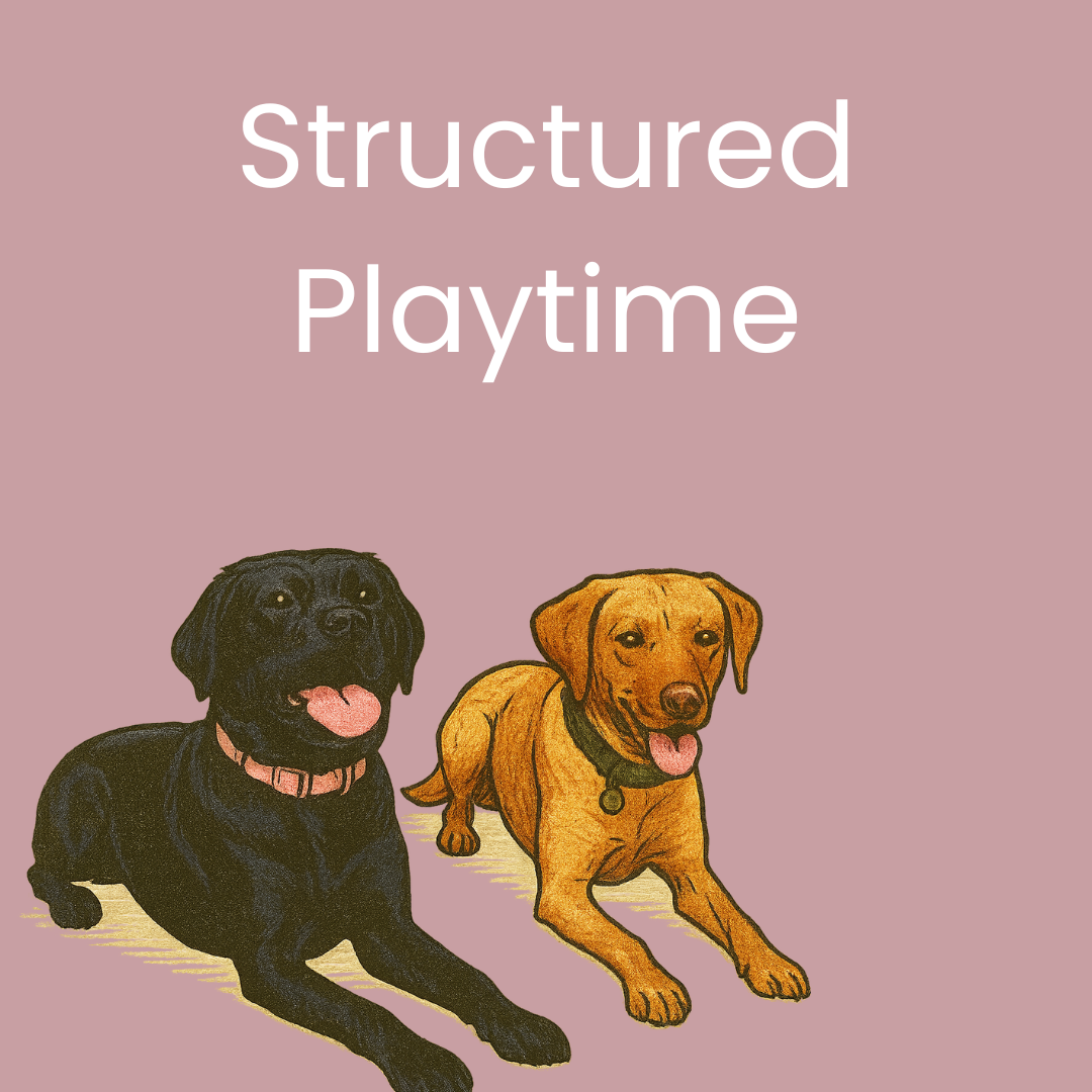 Playtime at the Meadow