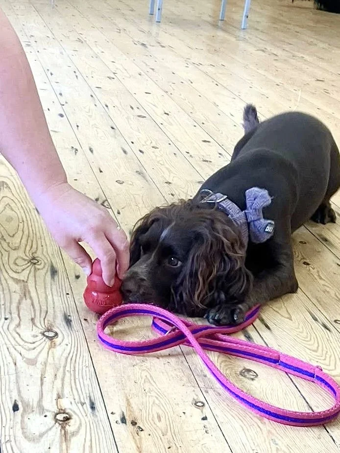 Unlock Your Dog’s Superpower with Scentwork UK