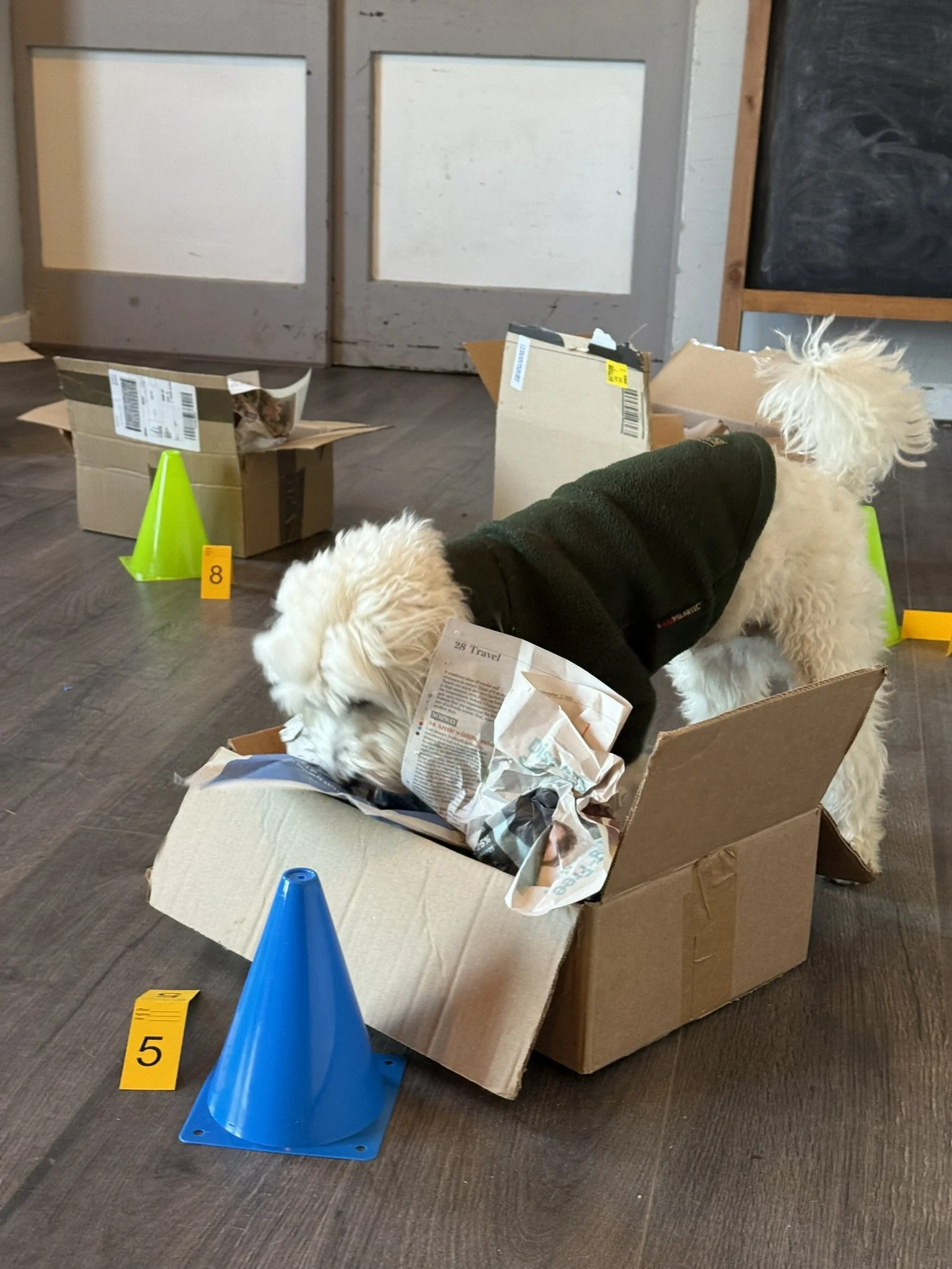 How Much Scent Work Should Your Dog Do?