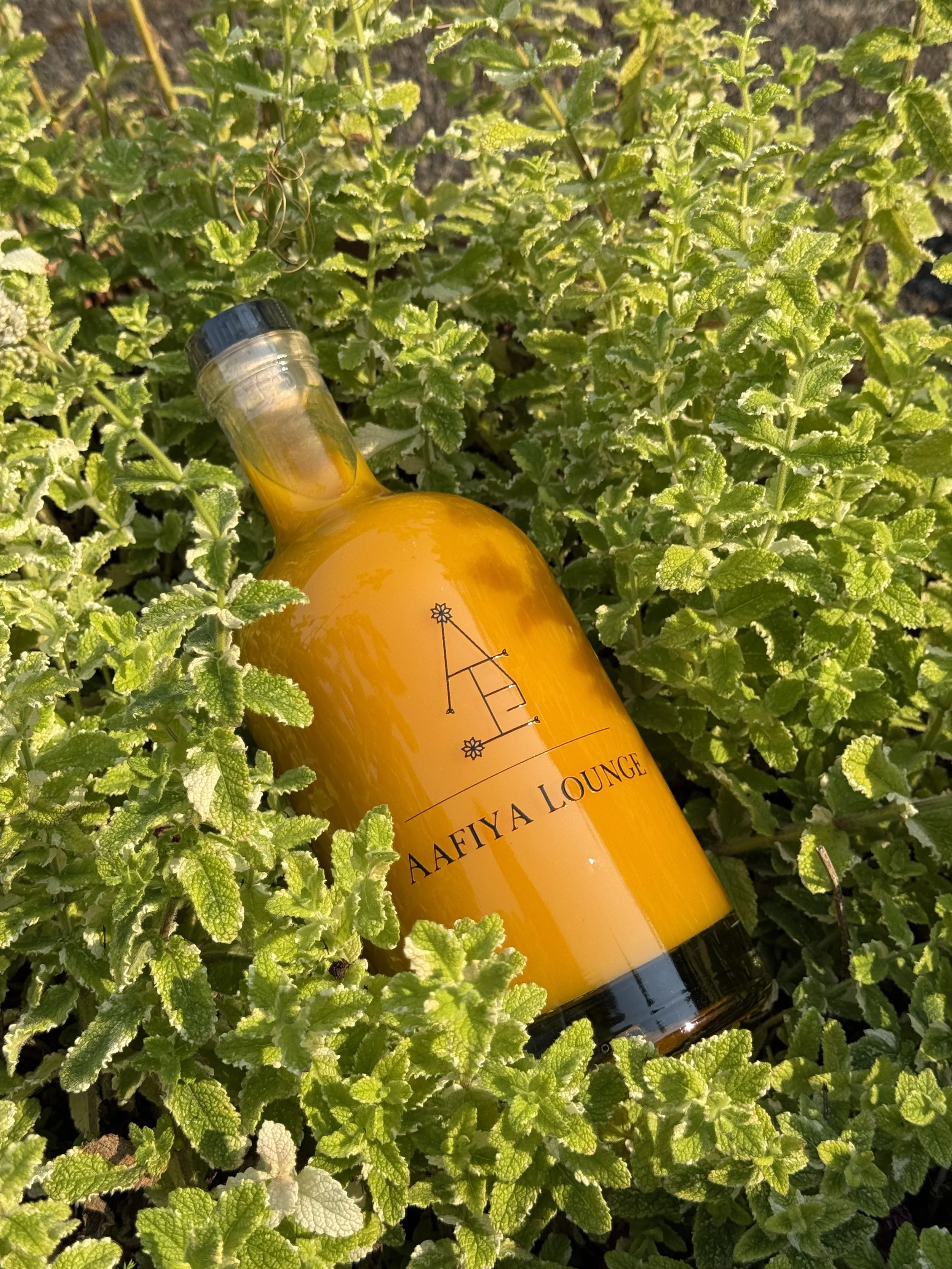 Mango Mule
