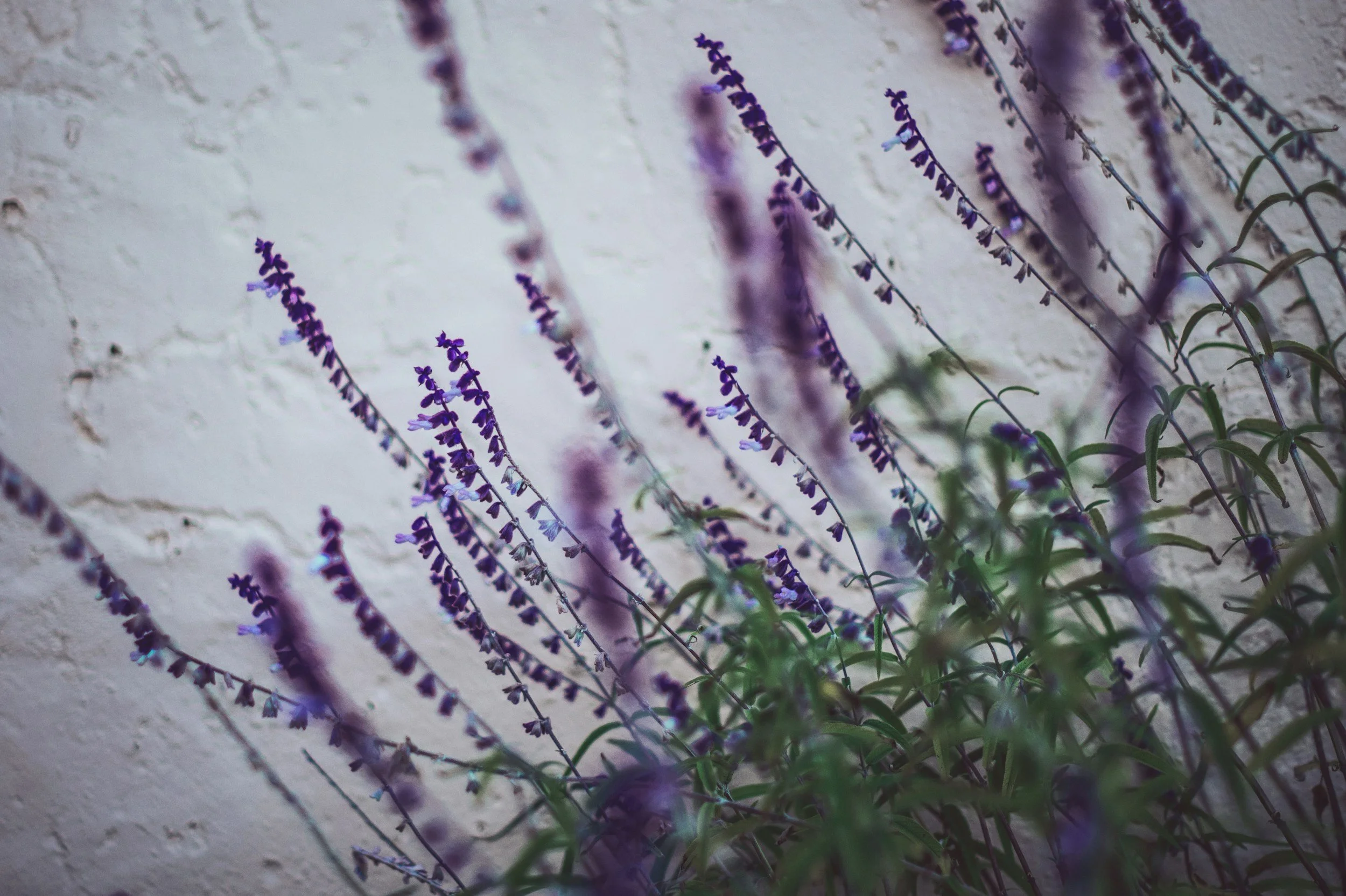 Purple sage flowers growing against a textured beige wall.