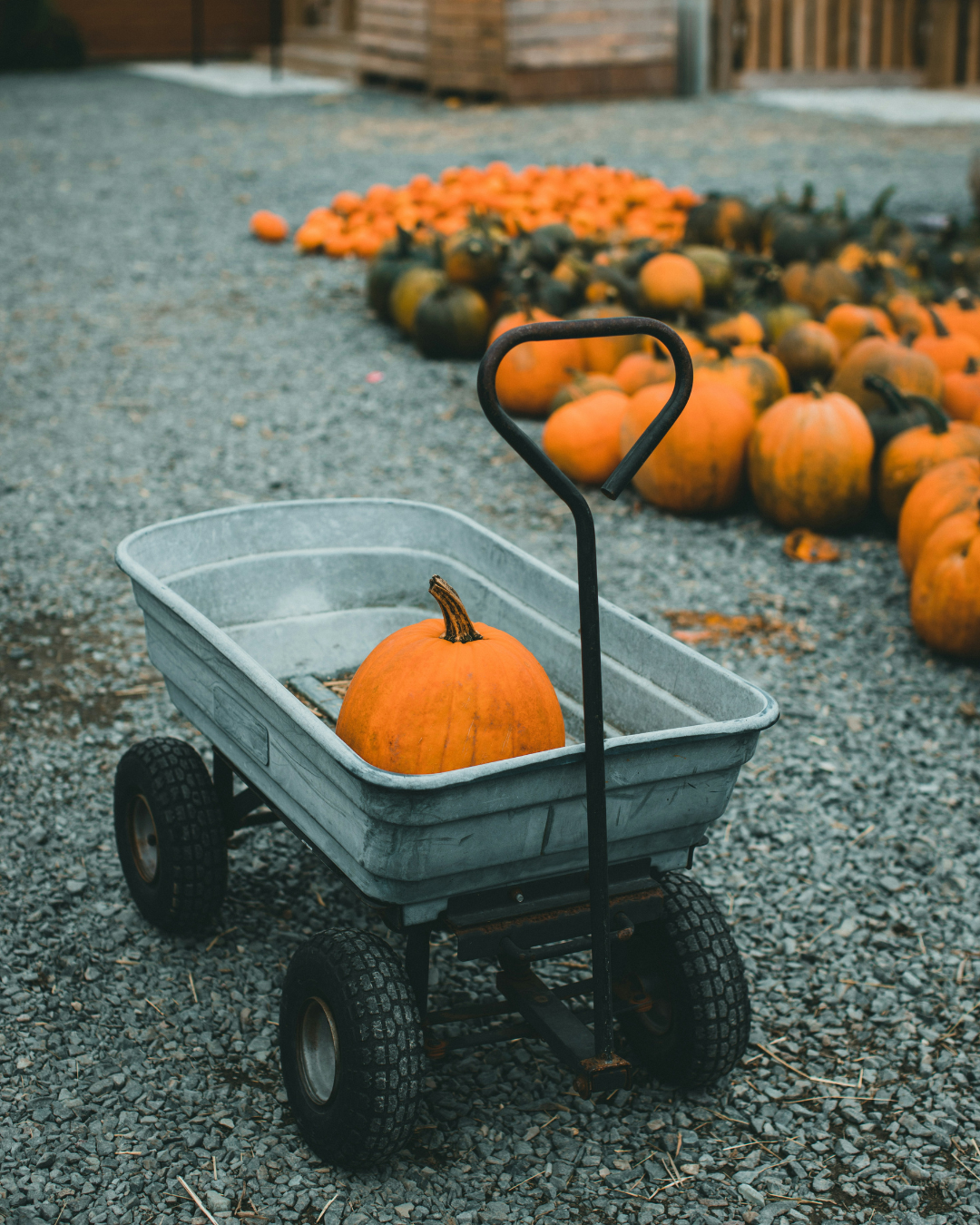 Removal & Disposal Service