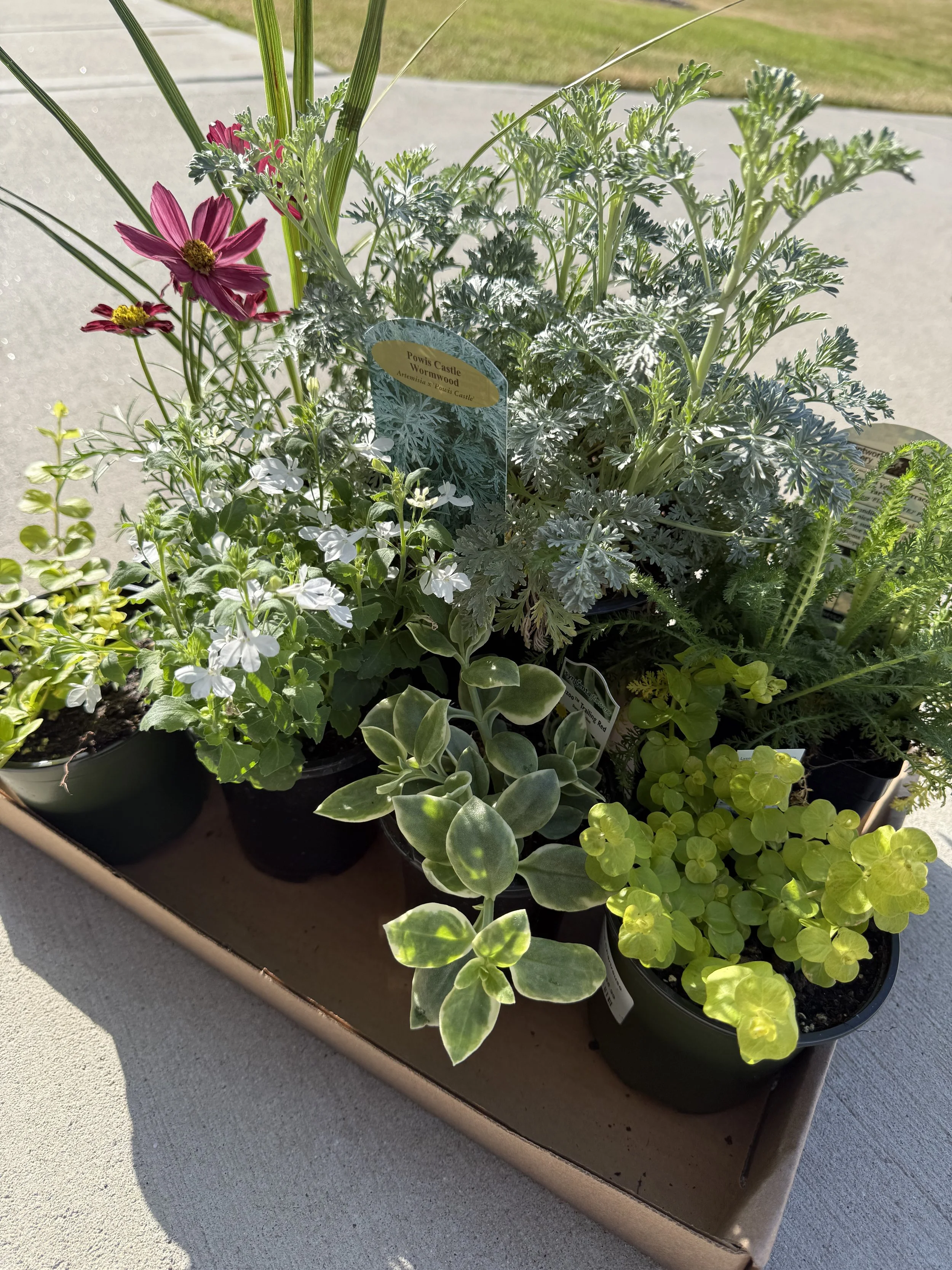 Plant Delivery 2.jpg