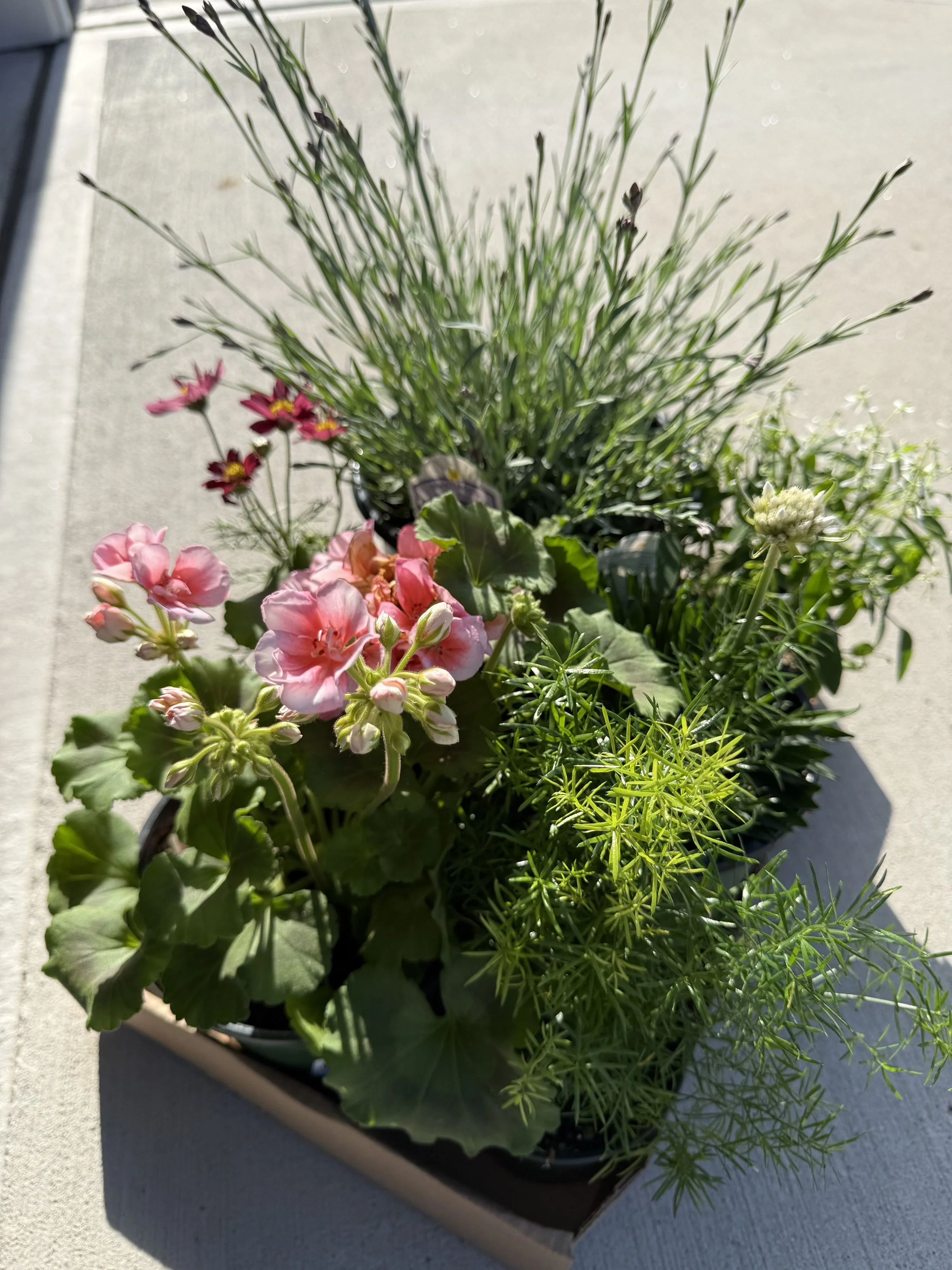 Curated Plant Delivery