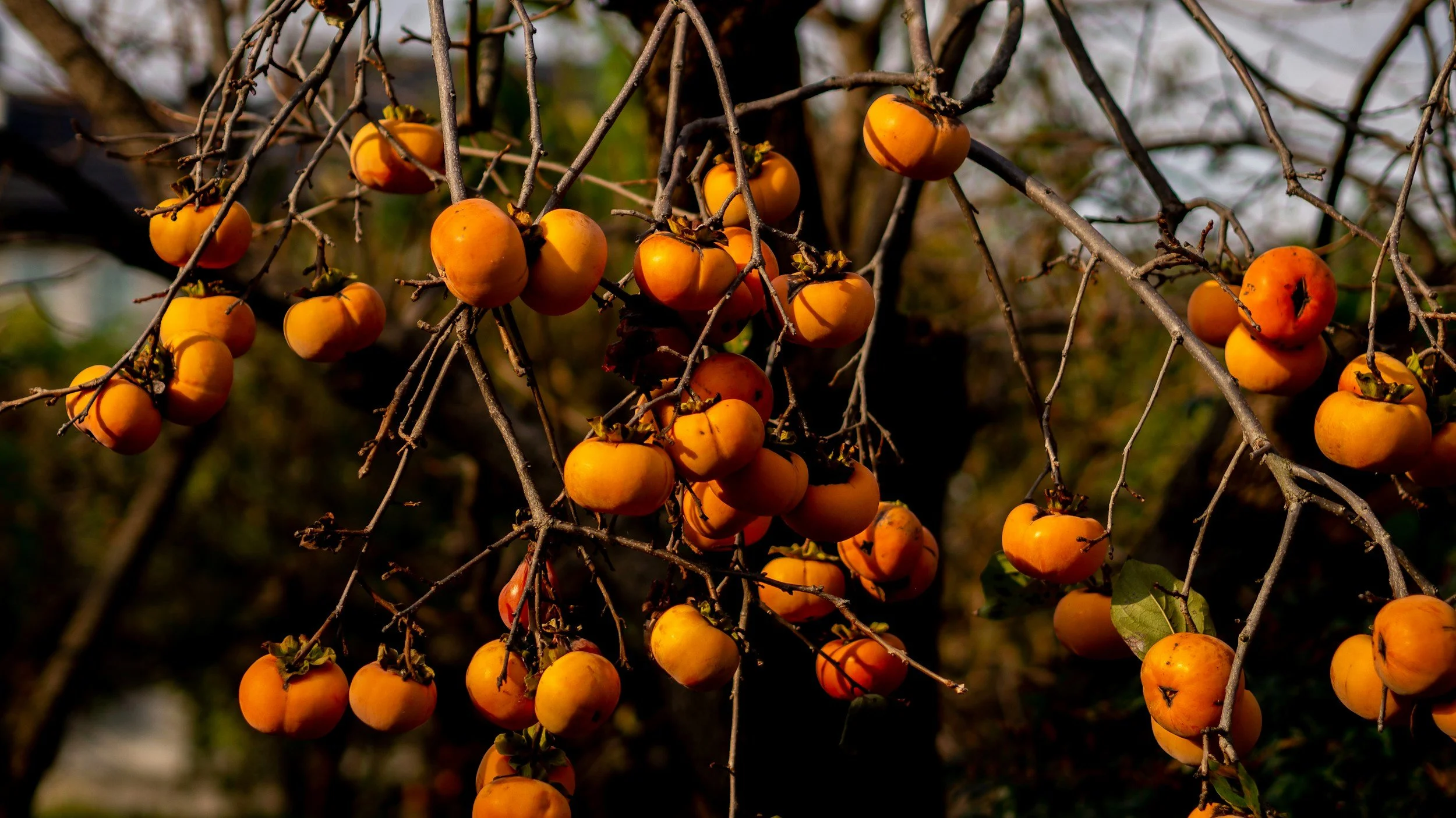 Clusters of orange persimmon fruit hanging from bare tree branches in sunlight.