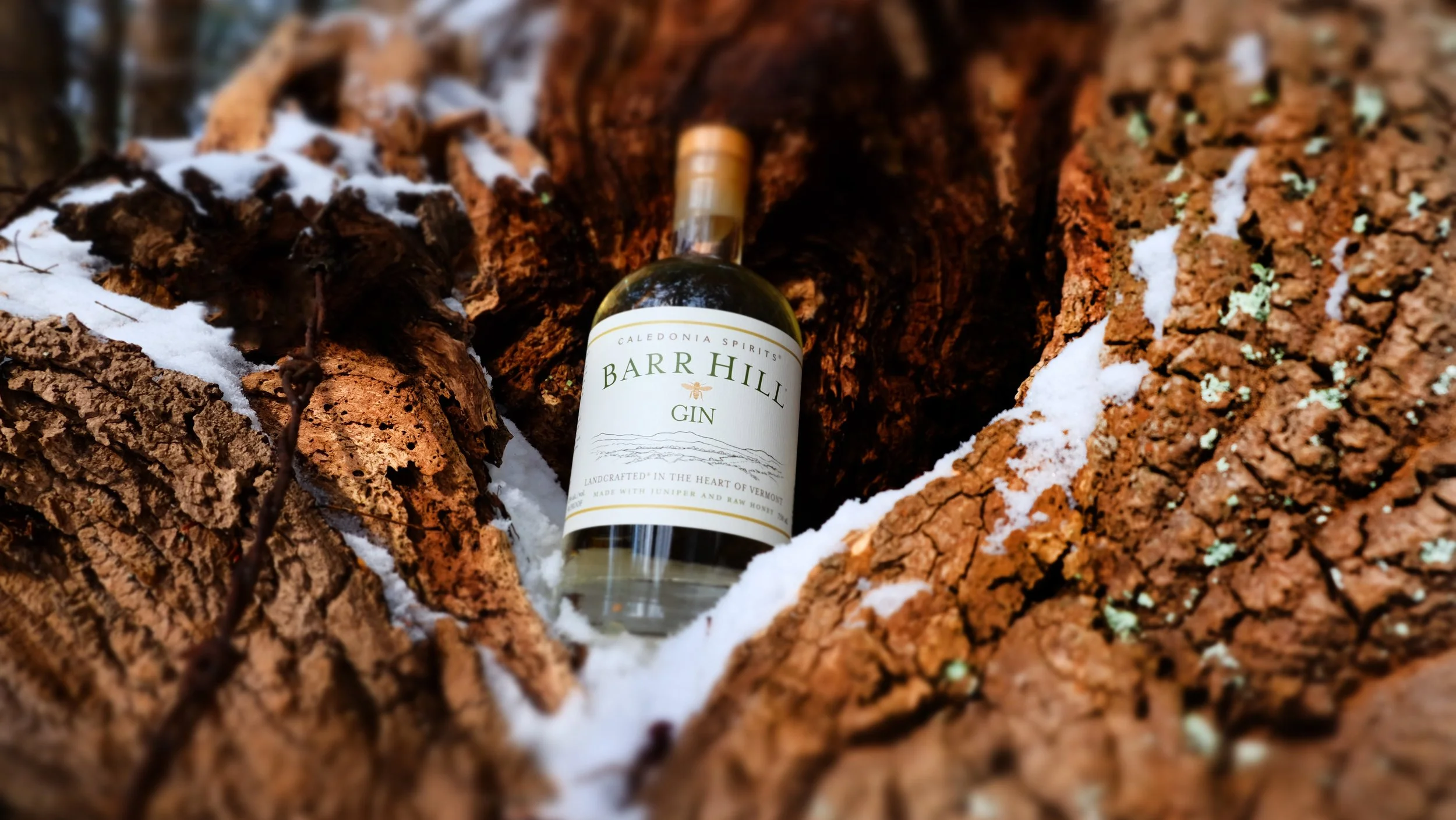 Gin_Tree_BarbedWire_Snow.jpg