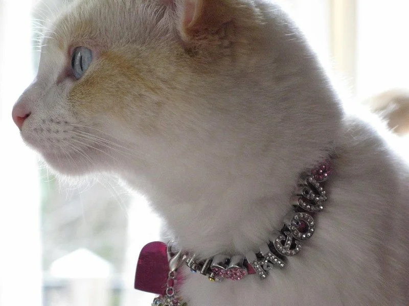 White Cat with fancy cat collar.