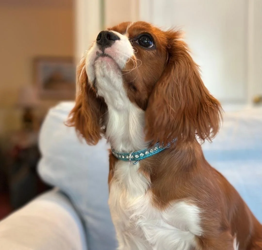 Dog with rhinestone dog collar