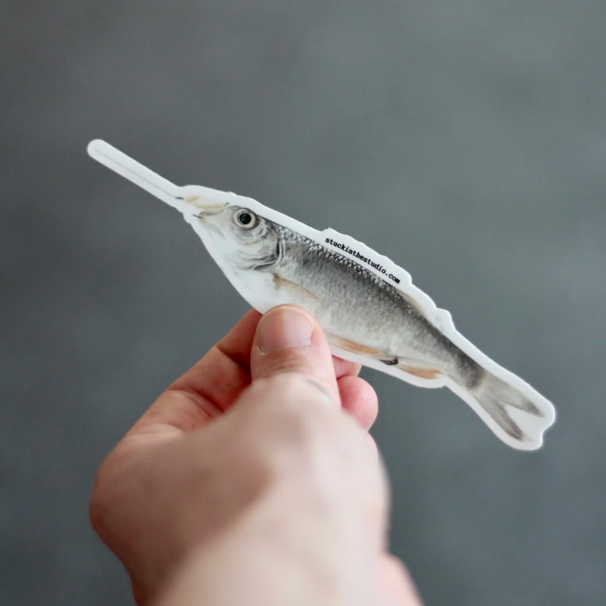 Bait+Fish+Sticker+-+scale+shot.png