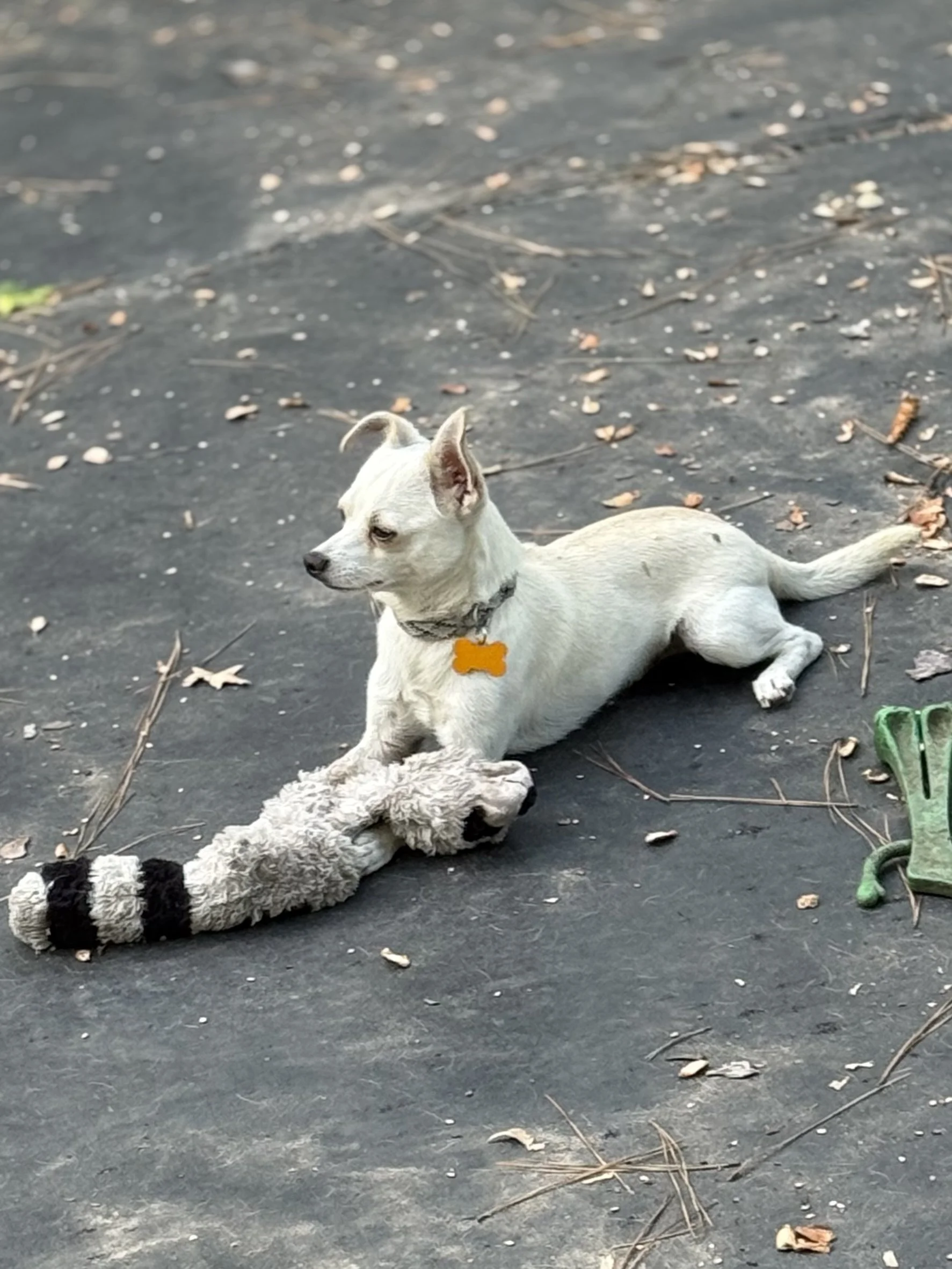 IMG_7205.jpeg