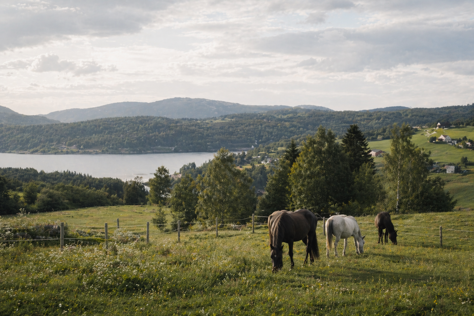 Horses in landscape.