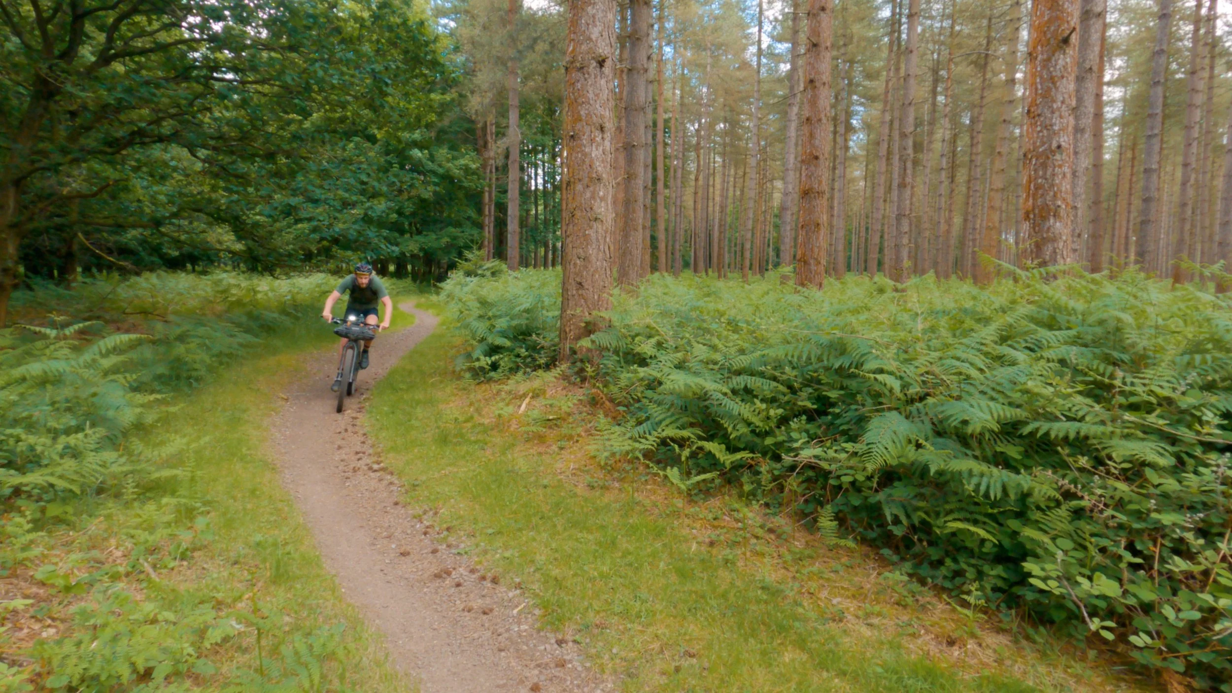 theford forest.jpg
