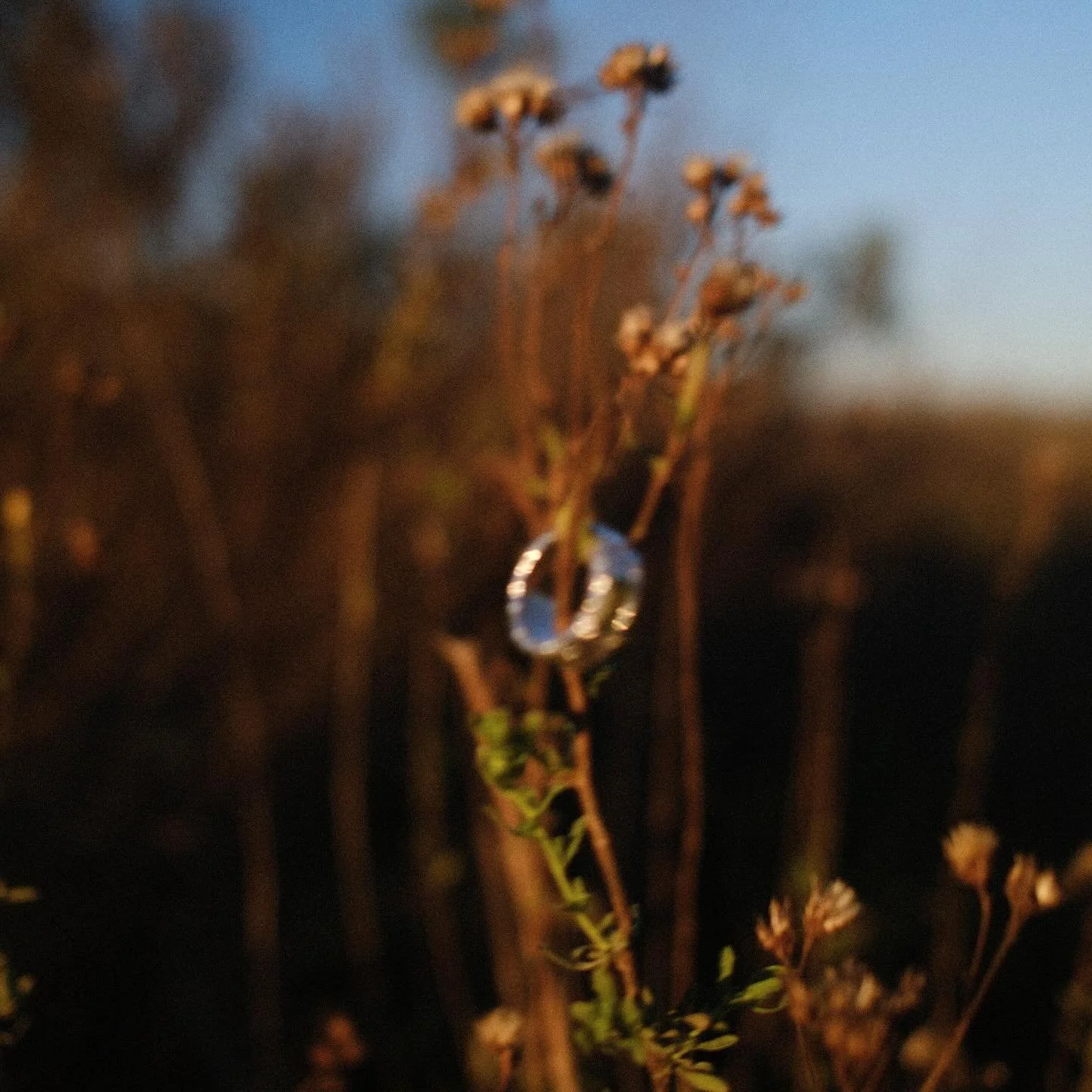 El simbolismo de la ra&iacute;z ha sido fundamental en diversas culturas, especialmente en M&eacute;xico y Am&eacute;rica, donde representa no solo el origen f&iacute;sico de la vida vegetal, sino tambi&eacute;n la conexi&oacute;n profunda con la tie