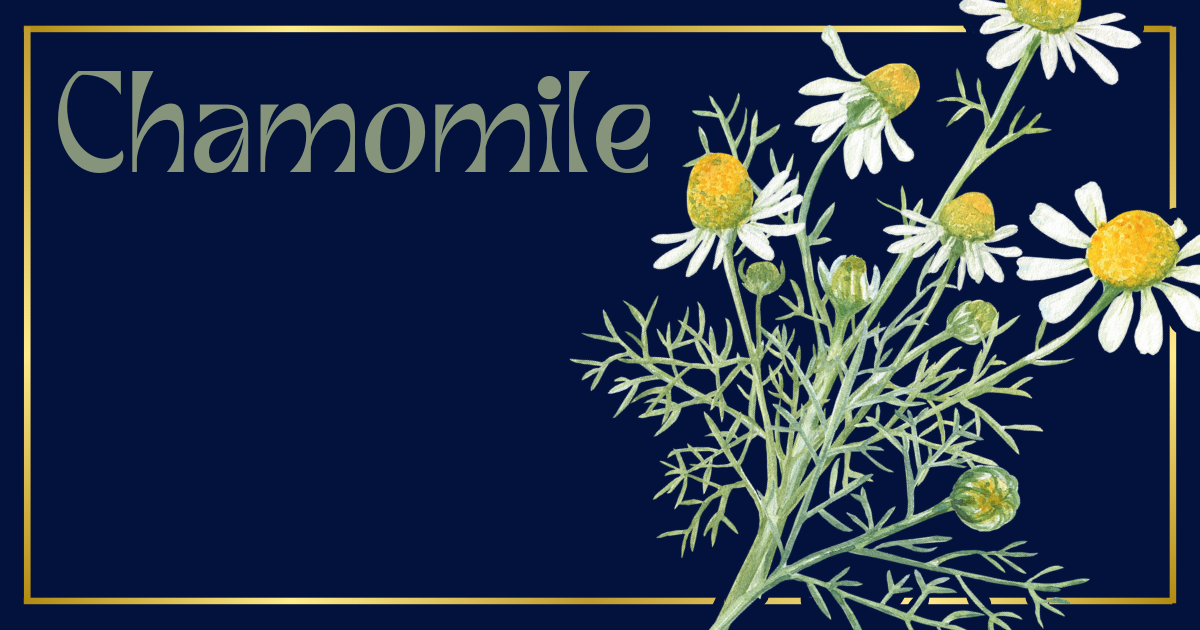 Wander Through the Wilds: A Chamomile Journey