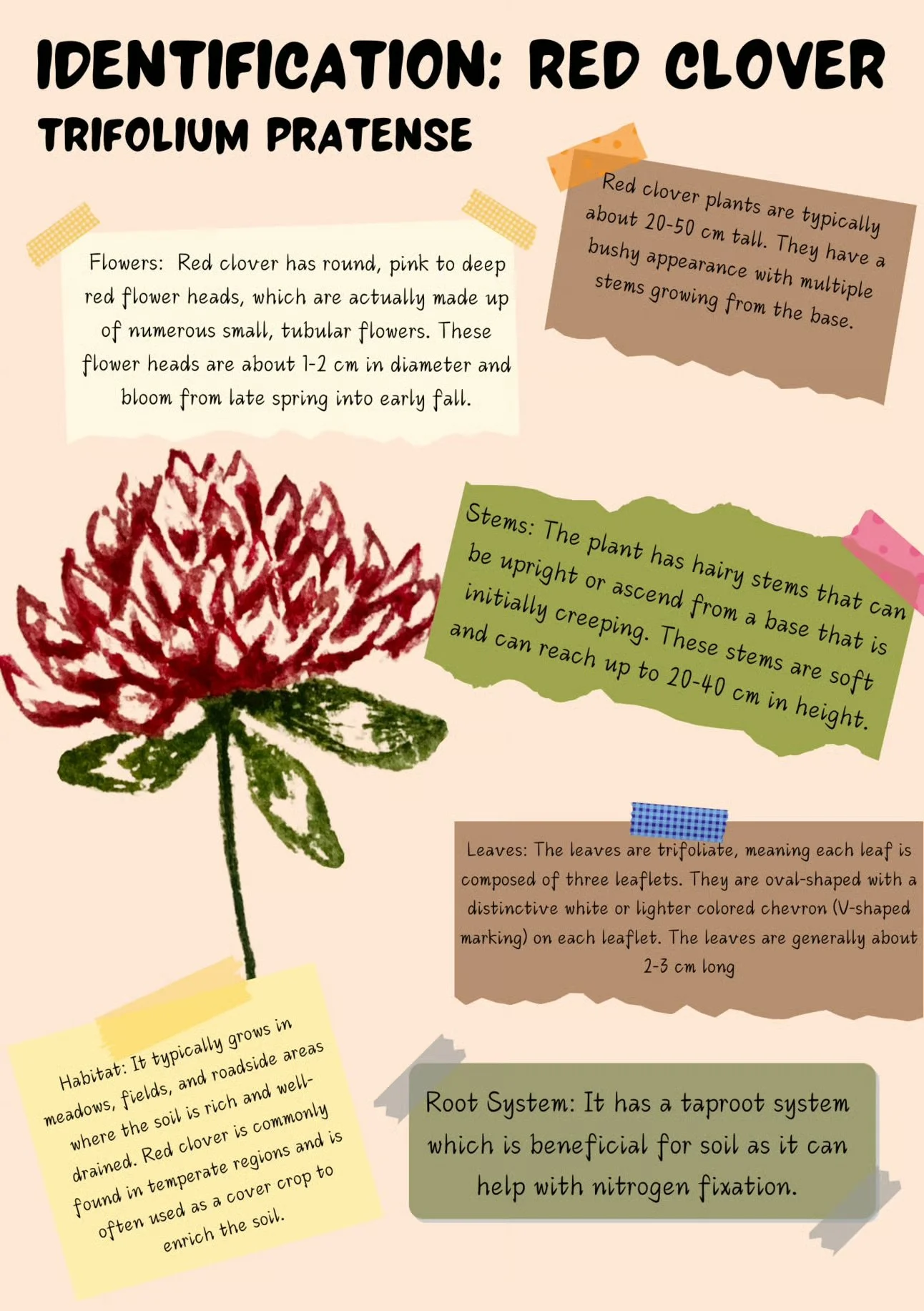 Red_clover_identification.jpeg