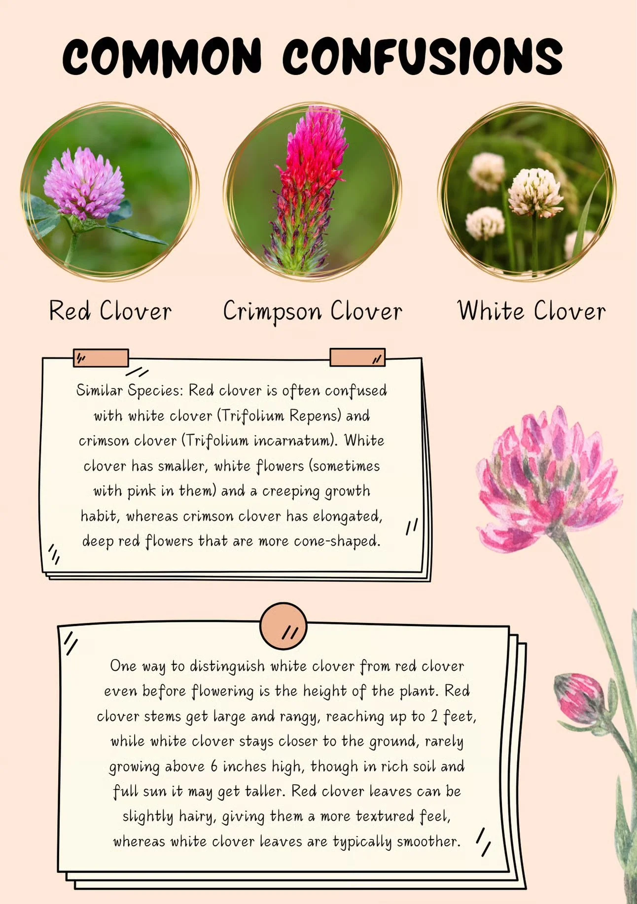 common_confusions_-_red_clover_identification.jpeg