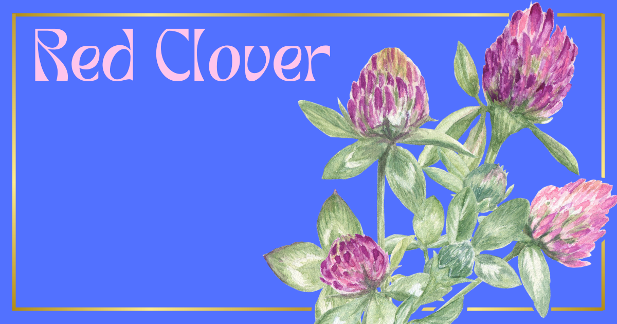 Red Clover: A Witch's Guide to This Powerful Herb
