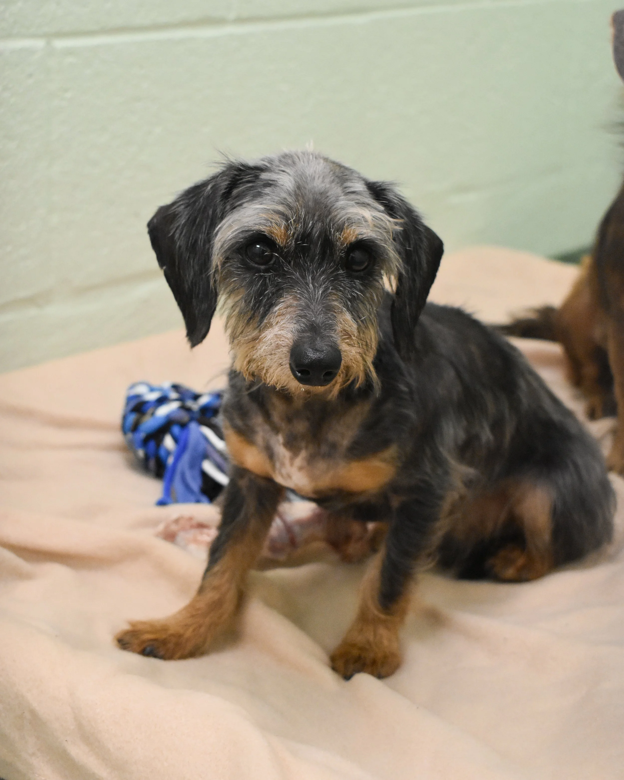 Nearly 50 dogs rescued from overwhelmed owner in Palm Beach County by Peggy Adams