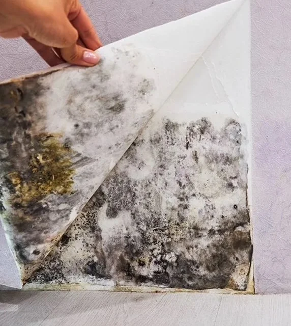 Close-up of a hand peeling away moldy wallpaper from a wall, revealing black and green mold underneath.