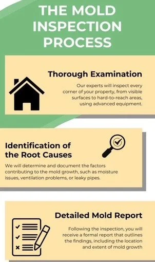 Infographic titled 'The Mold Inspection Process' with three steps: 'Thorough Examination' showing home inspection, 'Identification of the Root Causes' with a magnifying glass, and 'Detailed Mold Report' featuring a checklist and pen.