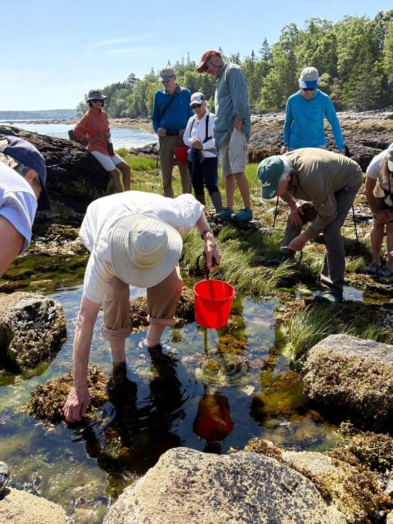 Seaweed and mushroom walk