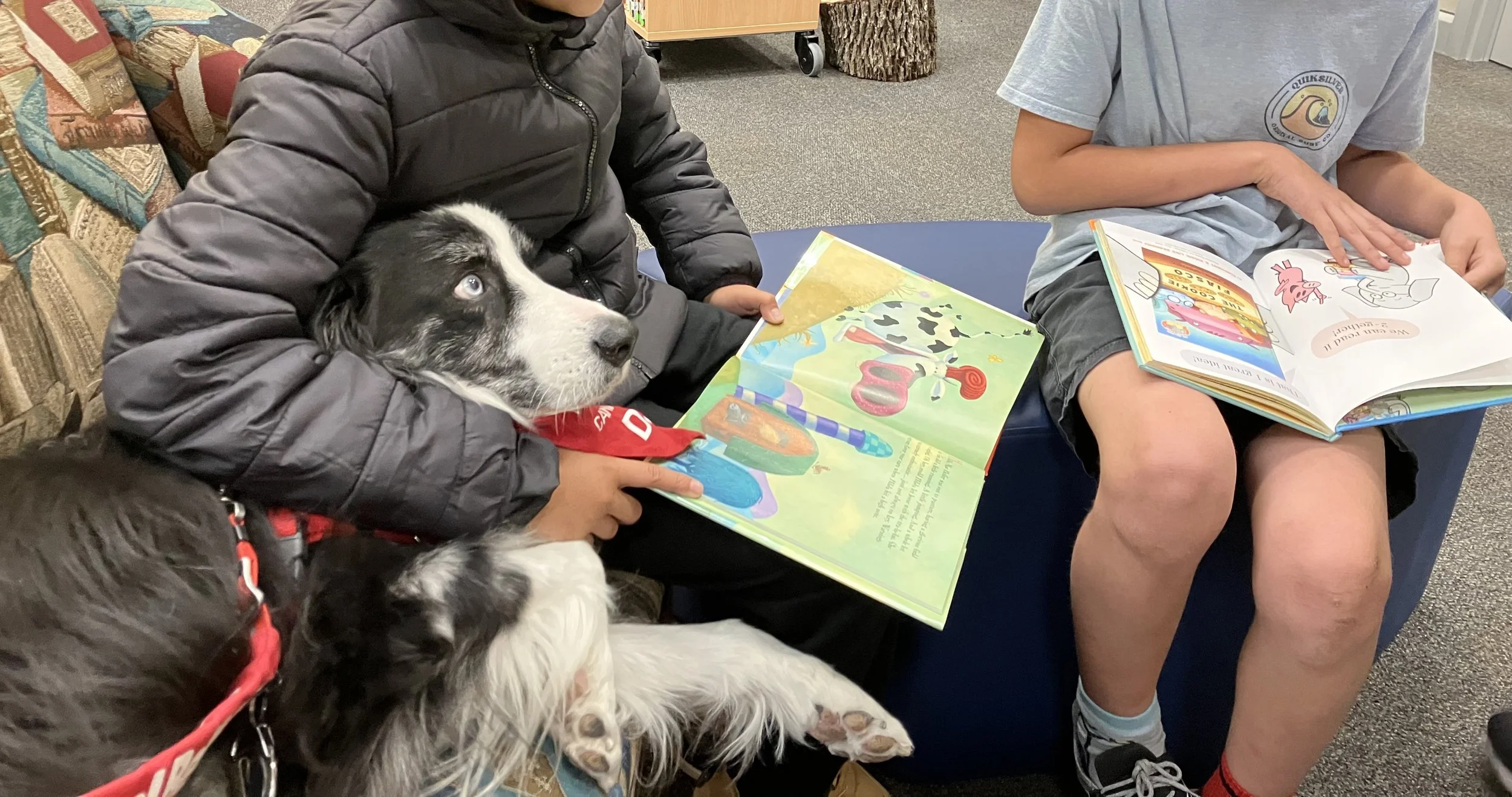 Meet a Certified Therapy Dog @ Blue Hill Public Library