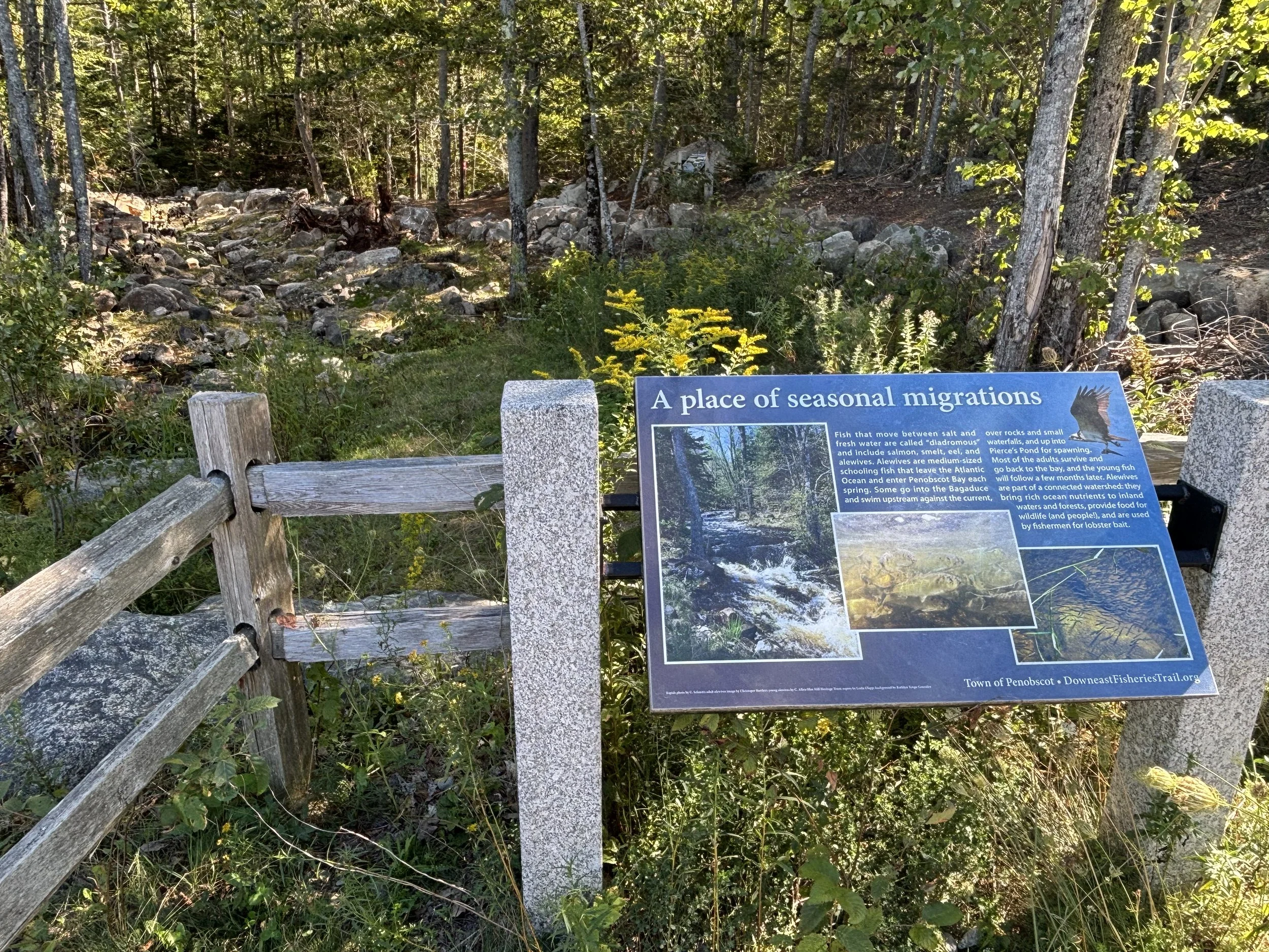 Project adds 14 pools to Penobscot alewife run