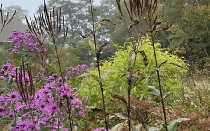 Planting for Fall Color