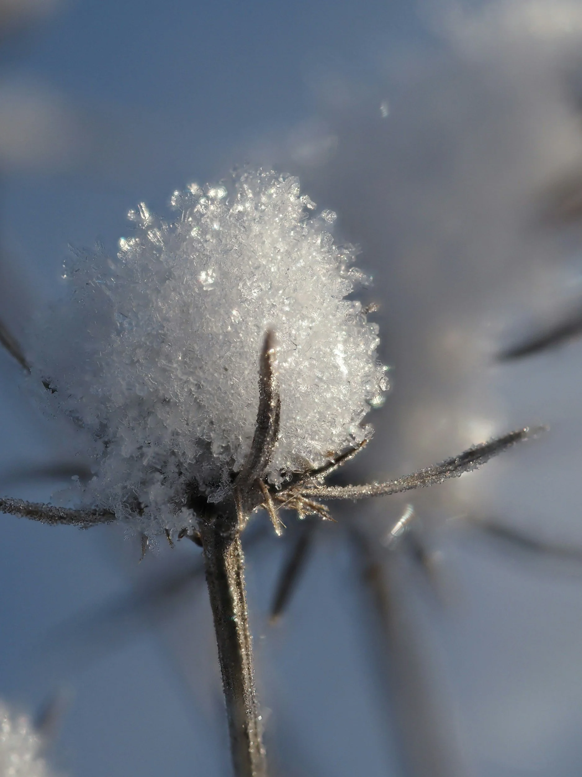 Blizzard seeds