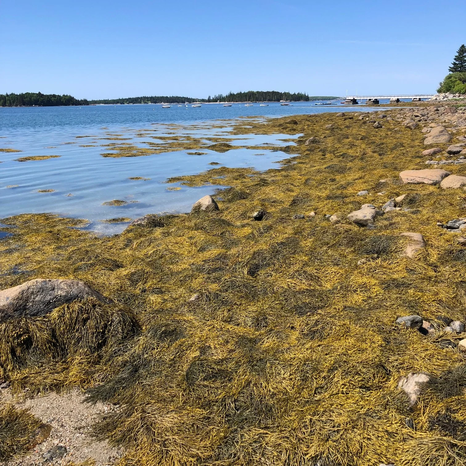 LETTER: Effects of prolonged rockweed harvesting are not well studied