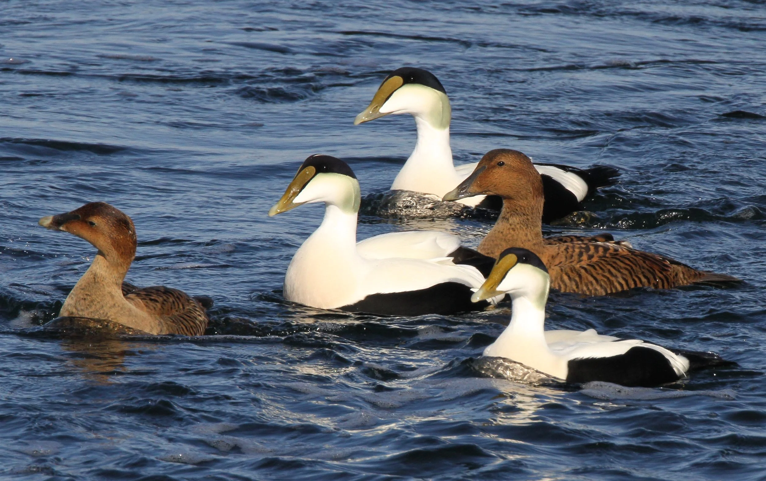 The annual local bird count is Dec. 14. Here are three trends on birders’ minds.