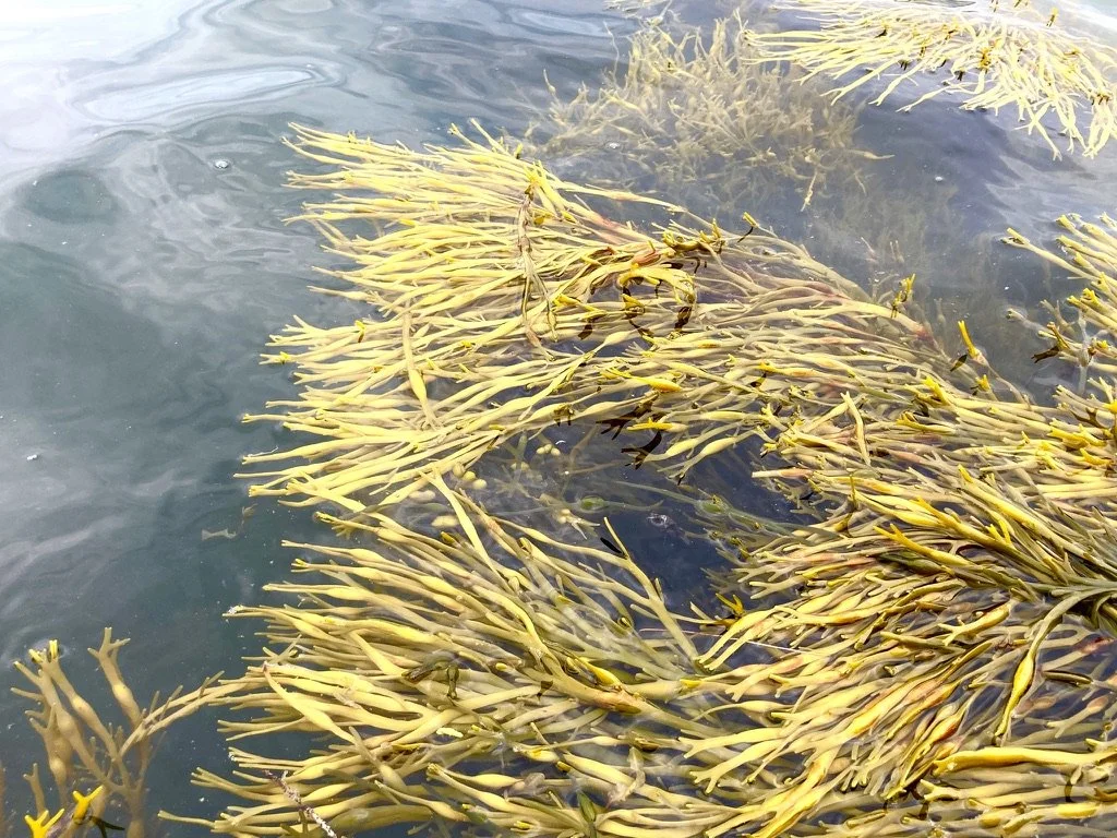 Take a 90-second trip to the underwater world of Maine’s rockweed