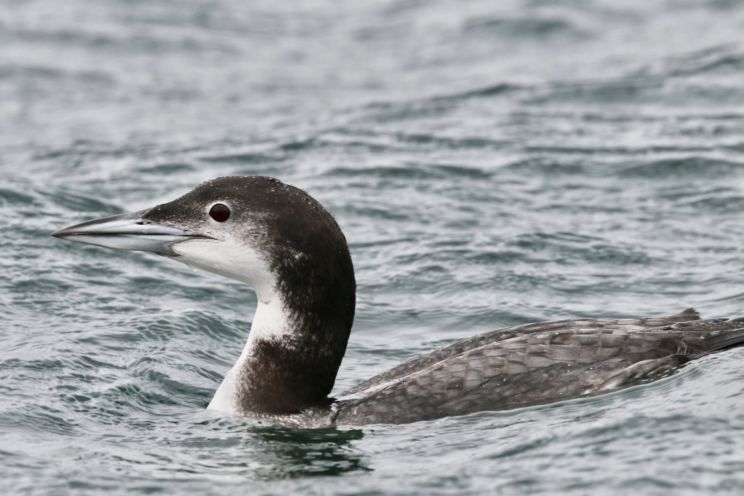 Loon numbers hit record high&nbsp;in annual Christmas bird count