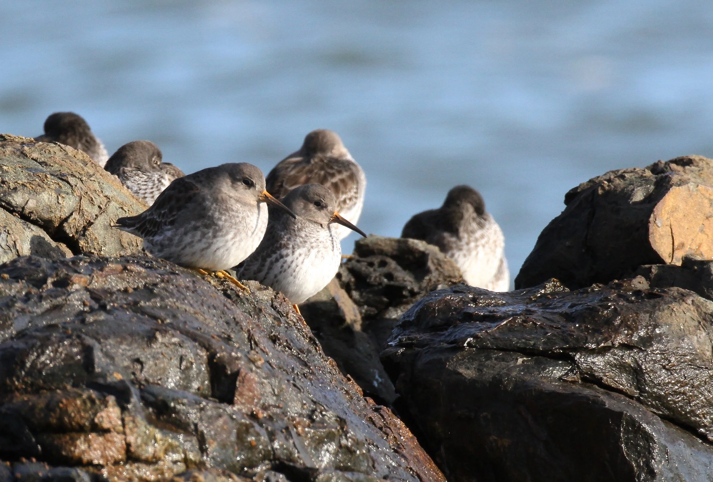 Audubon Field Trip: Winter Birds of Schoodic