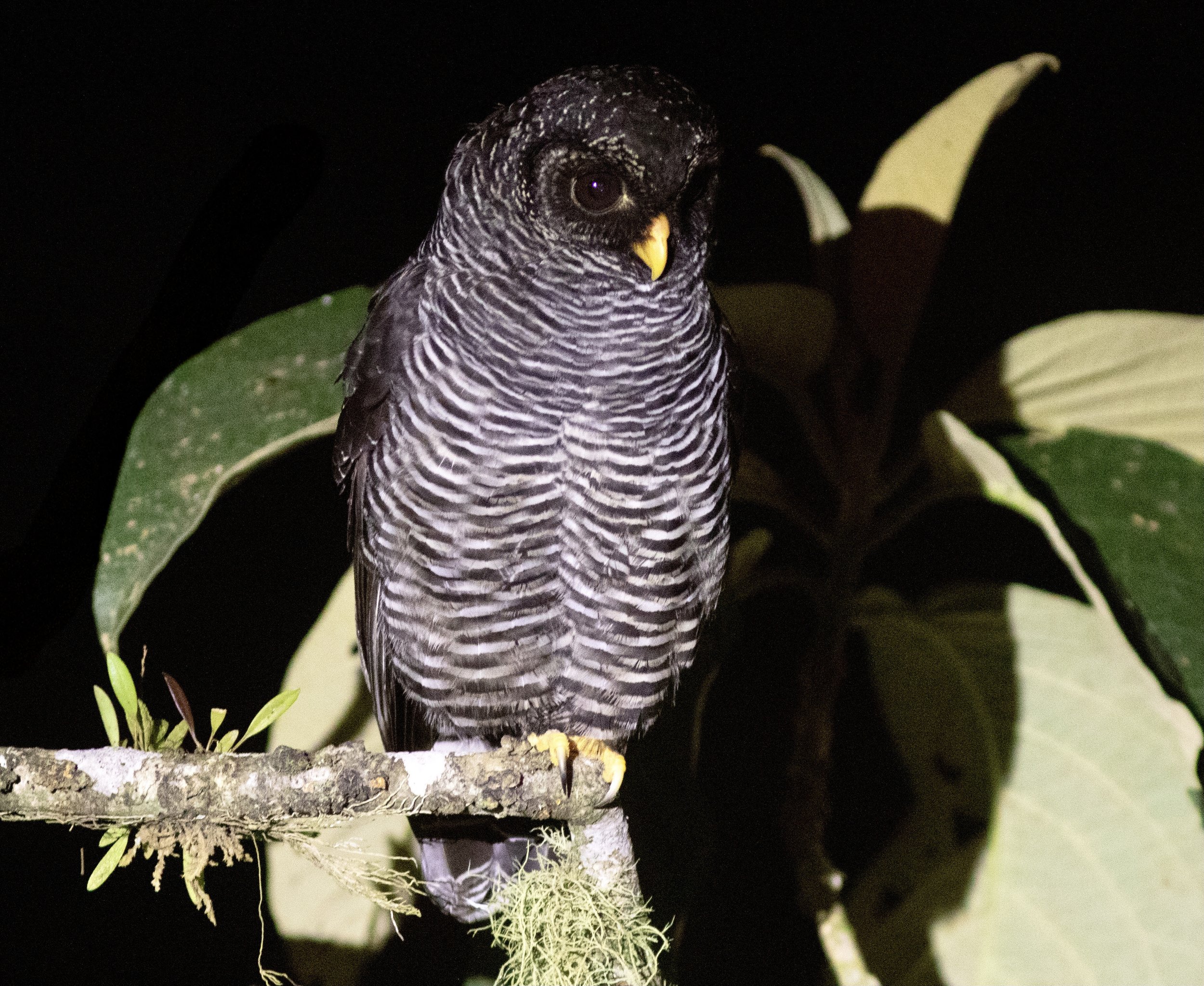 Audubon Presentation: Birding in East Andean Ecuador