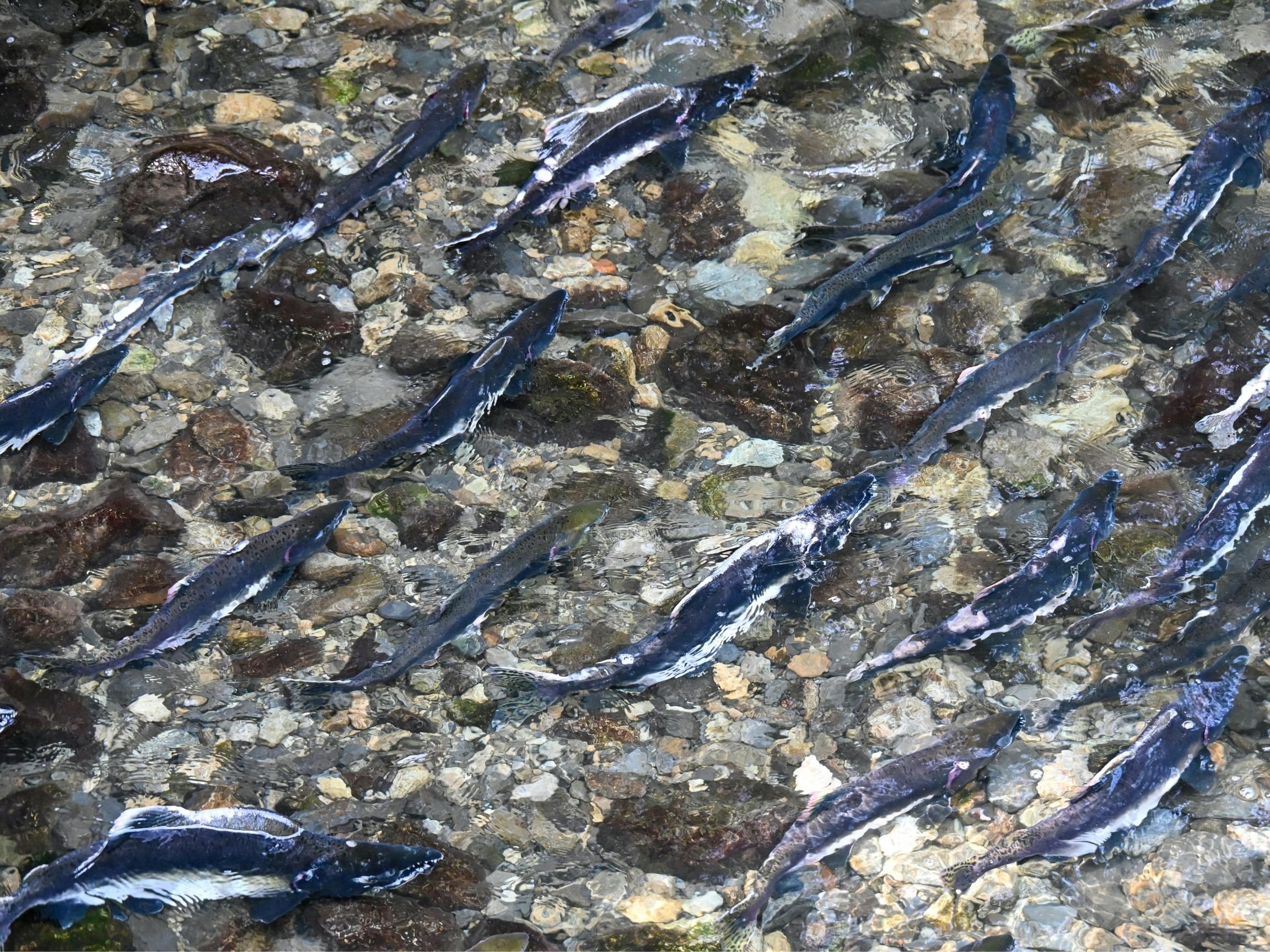 Coastal Kids Science Series with 4-H: Fish Farm Fun 