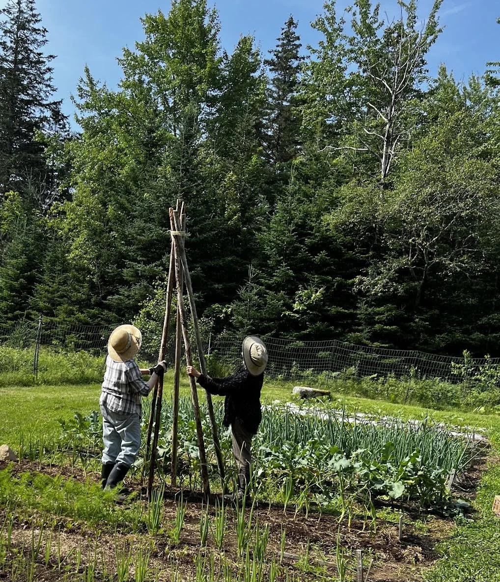 Brooklin group offers small garden plots for free